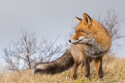 Na een aantal weken flink ziek te zijn geweest, ben ik vanmorgen maar weer eens met de camera naar buiten gegaan. Deze jonge vos kwam ineens uit het niets naast mij staan terwijl ik een paar knobbelzwanen zat te fotograferen. Deze foto vind ik erg leuk omdat hij hier geen aandacht had voor mij maar voor de zwanen die voorbij kwamen.

Even een kleine waarschuwing. Enige tijd later zag ik 4 mannen een vos voeren. Er is zeer strenge controle in het gebied tegenwoordig. De mannen kregen alle 4 een boete van ruim 100 euro van de beheerder ondanks dat maar 1 iemand voerde. Mensen eten is slecht voor de dieren. Voer ze daarom niet! Is ook beter voor je eigen portemonnee ;-)