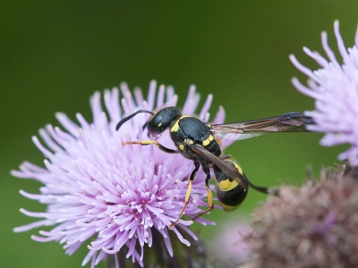 Er zijn een paar hoekjes in de natuurtuin die heel beschut liggen. Daar kom je dan zulke leuke soorten tegen.