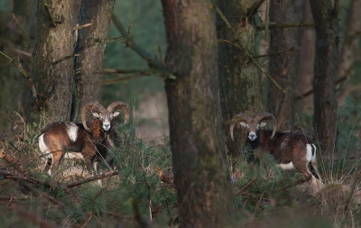 Na vele kilometers gefietst en gezocht te hebben naar zoogdieren kom ik deze twee moeflons tegen. Met geluk gingen ze zo staan dat er een boom tussen beide kwam. Ook de zon had zich op die dag veel laten zien... Zoals je op de foto ziet schijnt hij precies op het linker exemplaar! Zelf ben ik er erg blij mee!