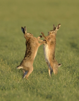 April /maart is rammeltijd oftewel paartijd bij de hazen. In de strijd om een vrouwtje gaat het er dan heftig aan toe: de dieren jagen in topsnelheid achter elkaar aan en gaan met elkaar 'op de vuist'. Als twee hazen in die typerende bokshouding tegenover elkaar staan, kunnen dat twee rivaliserende mannetjes zijn, maar ook een vrouwtje dat zich een mannetje van het lijf houdt. 

 
hoi henk
http://www.hlfotografie.nl/