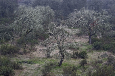 Hoe anders zien landschappen eruit in de mist. Een week later ging ik terug, met zonlicht en kon deze bomen nauwelijks meer herkennen. 
Door het vocht zetten de mossen zich uit en is de kleur impresionante.