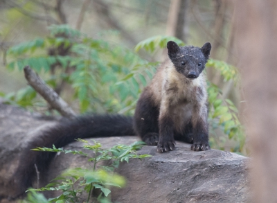 Uit het niets sprong de Yellow-throated marten op een boomstam en verdween na enkele seconden weer in het bos.