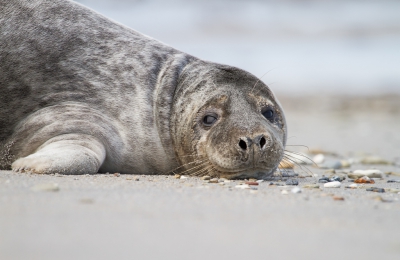 <i class='fa fa-user'></i>&nbsp;Rick&nbsp;|  Grijze Zeehond&nbsp; <i class='fa fa-eye'>&nbsp;159</i> &nbsp;<i class='fa fa-thumbs-up'>&nbsp;1</i> &nbsp; <i class='fa fa-comment-o'>&nbsp;8</i>