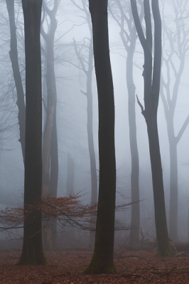 Vanochtend lag er een heerlijke deken van mist over de Veluwe. Gelukkig had ik tijd daar lekker mee aan het werk te gaan.