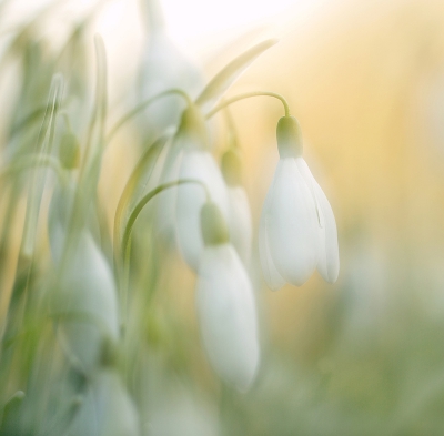 <i class='fa fa-user'></i>&nbsp;NelTalen&nbsp;|  Gewoon Sneeuwklokje&nbsp; <i class='fa fa-eye'>&nbsp;218</i> &nbsp;<i class='fa fa-thumbs-up'>&nbsp;9</i> &nbsp; <i class='fa fa-comment-o'>&nbsp;9</i>