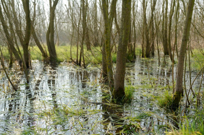 <i class='fa fa-user'></i>&nbsp;peter wijn&nbsp;|  Jong broekbos&nbsp; <i class='fa fa-eye'>&nbsp;154</i> &nbsp; <i class='fa fa-comment-o'>&nbsp;9</i>