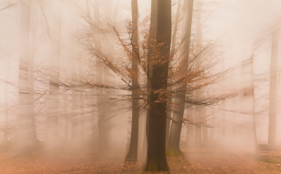 Wat een heerlijke ochtend was dat gisteren. Tijd genoeg om rustig composities te zoeken tussen de bomen, en ook eens een experimentje te doen. Dit is een combinatie geworden tussen 2 foto's. De ene scherp, de andere uitgezoomd tijdens het maken van de foto. De vorm van deze boom leende zich daar goed voor.