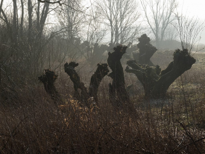 Vandaag weer eens op pad geweest naar de Groesplaat. mooie weer en veel gezien.