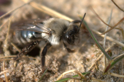 Ik kwam deze Grijze Zandbij op een heideveldje tegen, een kleine solitair levende bij. Hij zat helemaal stil op het zand, waardoor ik in de eerste instantie dacht dat die dood was, maar hij begon toch een beetje te bewegen. Ik kon gelukkig erg dichtbij komen om een foto te maken. Deze bij is eenvoudig te herkennen door zijn grijs-witte kleuren. Ook is net de witte baard te zien, wat betekent dat het een mannetje is.