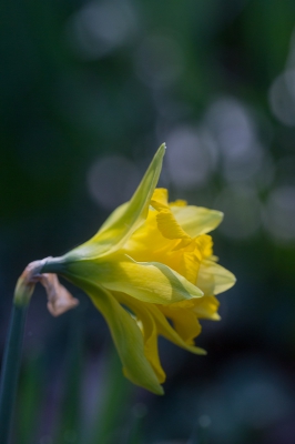 <i class='fa fa-user'></i>&nbsp;Tom van der Most&nbsp;|  Narcis sp&nbsp; <i class='fa fa-eye'>&nbsp;84</i> &nbsp; <i class='fa fa-comment-o'>&nbsp;1</i>