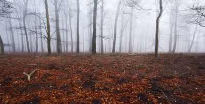 Afgelopen vrijdag kwam ik langs deze plek, en ik werd getroffen door de door zwijnen omgewoelde plek die ik mooi kon gebruiken als voorgrond voor een landschapsfoto. Vanaf borsthoogte de groothoeklens een flink eind naar onderen gericht, om lekker veel voorgrond mee te nemen, en de in mist badende beuken boven in beeld als achtergronddecor te gebruiken.