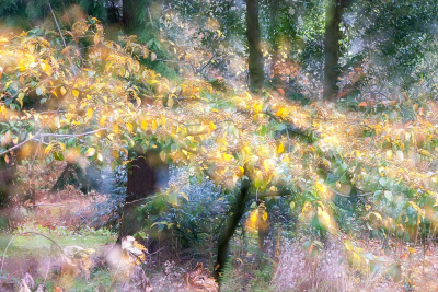 Het was een koude en regenachtige dag. De natuur was eigenlijk al op zijn retour en toch was er nog voldoende kleur te vinden....