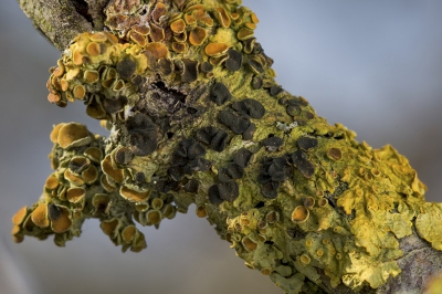 <i class='fa fa-user'></i>&nbsp;Bemaliri&nbsp;|  Xanthoriicola physciae&nbsp; <i class='fa fa-eye'>&nbsp;135</i> &nbsp; <i class='fa fa-comment-o'>&nbsp;4</i>