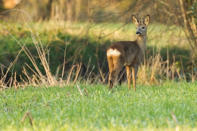 Onderweg naar huis zag ik een groepje ree�n staan, dit is er 1 van!