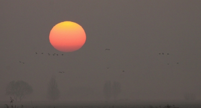 zaterdag een prachtige zonsopkomst mogen fotograferen, een laagje mist, berijpt gras, en veel vogels..genieten