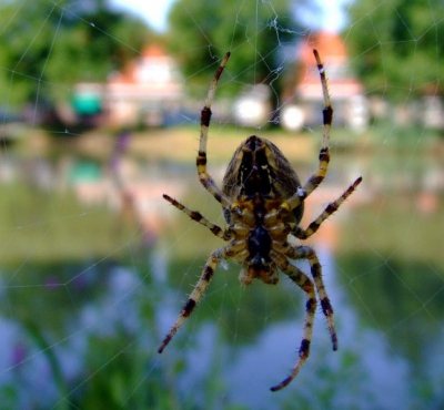 macro