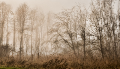 <i class='fa fa-user'></i>&nbsp;plaatjesmaker&nbsp;|  Mistig begin van de dag in het Horsterwold&nbsp; <i class='fa fa-eye'>&nbsp;123</i> &nbsp;<i class='fa fa-thumbs-up'>&nbsp;1</i> &nbsp; <i class='fa fa-comment-o'>&nbsp;2</i>
