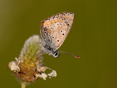 <i class='fa fa-user'></i>&nbsp;Eline Snijder&nbsp;|  Bruin Blauwtje&nbsp; <i class='fa fa-eye'>&nbsp;126</i> &nbsp; <i class='fa fa-comment-o'>&nbsp;8</i>