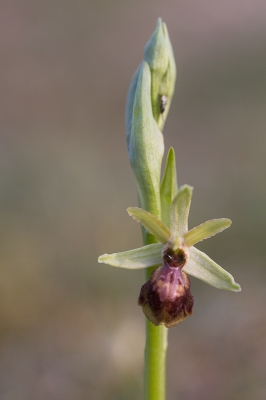 Gistermiddag nog even teruggegaan naar de plek waar ik mijn eerste orchidee van dit jaar vond, de holle weg met de door de late-middagzon beschenen zuidwesthelling. Daar vond ik, op nog geen 20cm van elkaar, twee identieke orchideen met toch een verschillende tekening, zie mijn PA
Deze vond ik enkele minuten later op een vlak stuk een 30 m verder. Over de naamgeving ben ik allerminst zeker.