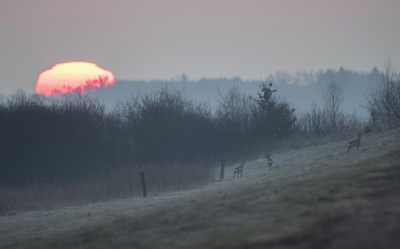 Vlak voor zonsopgang ontdekte ik een aantal reen onder aan de hoge wal die het water aan de noordkant van het Bargerveen op peil moet houden. Ben ze eerst voorzichtig genaderd, maar opeens zag ik een klein schijfje rood vanachter de bomen verschijnen. Ben snel nog wat dichterbij gelopen en net toen de reen omhoog begonnen te lopen was ik in de juiste positie gekomen om dit beeld te maken.