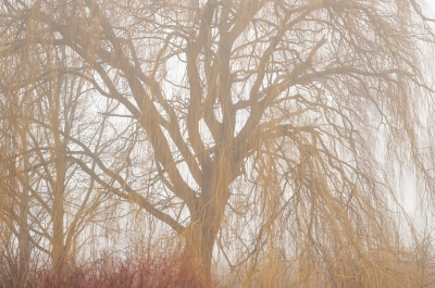 <i class='fa fa-user'></i>&nbsp;plaatjesmaker&nbsp;|  Mist aan de rand van ons dorp&nbsp; <i class='fa fa-eye'>&nbsp;117</i> &nbsp; <i class='fa fa-comment-o'>&nbsp;3</i>