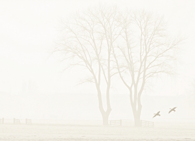 <i class='fa fa-user'></i>&nbsp;Henri Aantjes&nbsp;|  Bomen in de mist&nbsp; <i class='fa fa-eye'>&nbsp;199</i> &nbsp;<i class='fa fa-thumbs-up'>&nbsp;8</i> &nbsp; <i class='fa fa-comment-o'>&nbsp;8</i>