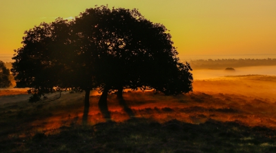 De opkomende zon geeft dit groepje bomen een soort schemerlamp uitstraling die mij erg aanspreekt.