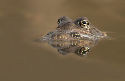 Heel even kwam dit paartje iets boven water net genoeg om met een laag standpunt deze opname te maken.