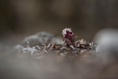 Ondanks het twijfelachtige lenteweer heb ik toch gezocht naar potentieel interessante biotopen in mijn directe woonomgeving. Veel bloeit er nog niet, maar deze mooie gruishelling met hoefblad boodt toch wat mogelijkheden om bij dit slechte weer wat uit te proberen.

Plat op de buik op een tamelijk steile helling naar beneden is een aparte gewaarwording mag ik wel zeggen; vooral het opstaan daarna :-)