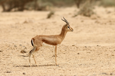<i class='fa fa-user'></i>&nbsp;Ben Aalders&nbsp;|  Dorcasgazelle&nbsp; <i class='fa fa-eye'>&nbsp;121</i> &nbsp; <i class='fa fa-comment-o'>&nbsp;2</i>