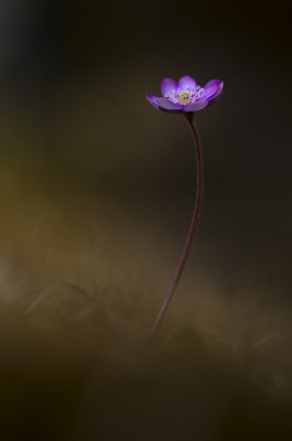 Het niet in Nederland voorkomende leverbloempje is hier in de Noorderlijke Kalkalpen een zeer algemeen plantje in beukenbos op warme hellingen. Deze sierlijke bloem kleurt hele bossen paars in het vroege voorjaar.