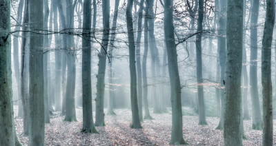 <i class='fa fa-user'></i>&nbsp;plaatjesmaker&nbsp;|  Ochtendstemming in het beukenbos&nbsp; <i class='fa fa-eye'>&nbsp;96</i> &nbsp;<i class='fa fa-thumbs-up'>&nbsp;1</i> &nbsp; <i class='fa fa-comment-o'>&nbsp;2</i>