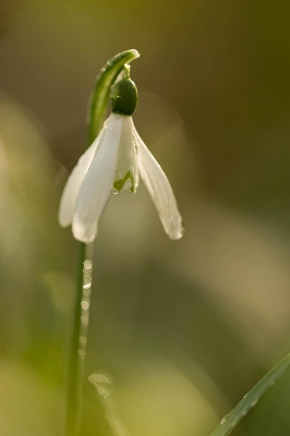 <i class='fa fa-user'></i>&nbsp;Patje&nbsp;|  Gewoon Sneeuwklokje&nbsp; <i class='fa fa-eye'>&nbsp;64</i> &nbsp; <i class='fa fa-comment-o'>&nbsp;0</i>