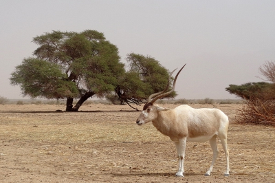 <i class='fa fa-user'></i>&nbsp;Ben Aalders&nbsp;|  Addax&nbsp; <i class='fa fa-eye'>&nbsp;152</i> &nbsp;<i class='fa fa-thumbs-up'>&nbsp;1</i> &nbsp; <i class='fa fa-comment-o'>&nbsp;3</i>