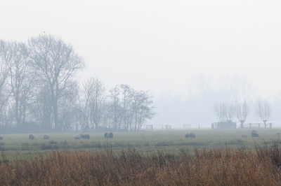 <i class='fa fa-user'></i>&nbsp;kooyammers&nbsp;|  Ochtendnevel boven Polder&nbsp; <i class='fa fa-eye'>&nbsp;93</i> &nbsp; <i class='fa fa-comment-o'>&nbsp;2</i>
