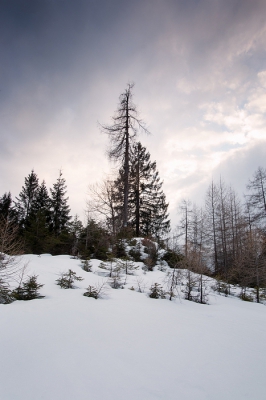 <i class='fa fa-user'></i>&nbsp;kiran&nbsp;|  Bomen in de sneeuw&nbsp; <i class='fa fa-eye'>&nbsp;79</i> &nbsp; <i class='fa fa-comment-o'>&nbsp;0</i>