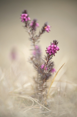 De sneeuwheide is een van de eerste bloeiende planten hier in de Kalkalpen. Van veraf oogt hij hetzelfde als de in Nederland bloeiende struikheide, die niet in het voorjaar, maar in augustus bloeit.

Een moeilijke plant om te fotograferen, maar deze sierlijke tak boodt mogelijkheden!