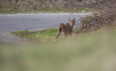 <i class='fa fa-user'></i>&nbsp;woudloper&nbsp;|  Euraziatische Lynx&nbsp; <i class='fa fa-eye'>&nbsp;325</i> &nbsp;<i class='fa fa-thumbs-up'>&nbsp;3</i> &nbsp; <i class='fa fa-comment-o'>&nbsp;10</i>