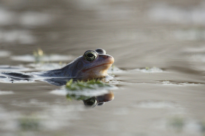 Dik een uur in de auto gezeten in de hoop de blauwe heikikkers te kunnen zien en fotograferen . Op het achtereindje bij een vennetje hadden we eindelijk geluk !!!