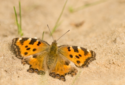 <i class='fa fa-user'></i>&nbsp;margriet&nbsp;|  Grote Vos&nbsp; <i class='fa fa-eye'>&nbsp;136</i> &nbsp; <i class='fa fa-comment-o'>&nbsp;11</i>