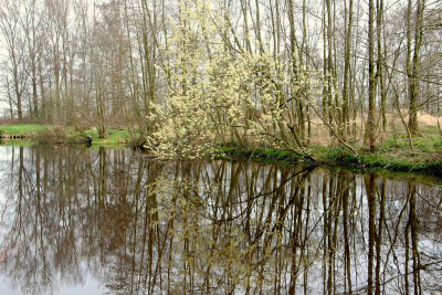 <i class='fa fa-user'></i>&nbsp;kooyammers&nbsp;|  Wilgenbloesem: Lente !!&nbsp; <i class='fa fa-eye'>&nbsp;94</i> &nbsp; <i class='fa fa-comment-o'>&nbsp;5</i>