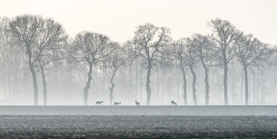 Op weg naar een veldje waar ik blauwborsten wist, zag ik ze op grote afstand staan. Bovenop een glooiing in een akker met fraaie knoestige eiken erachter en nog net wat ochtend nevel. Met 500 mm kreeg ik een soort coulissen opbouw in het beeld,  waar ik zelf heel content mee ben!