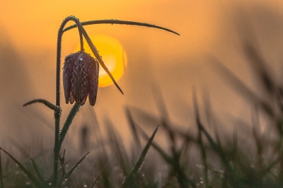 Een prachtige zonsopkomst met mistflarden, dauw en rijp. Voor het eerst de Kievitsbloemen weer opgezocht. Een paar minuten tijd om tegenlichtopnames te maken. Onderbelicht om de zon te temperen. Vanaf de pittenzak en afstandsbediening.