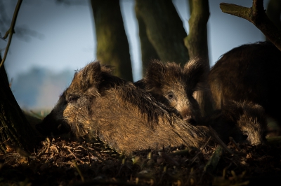 Overal in het bos zijn de velden waar gras groeit omgewoeld. Onder het gras zitten veel larven, en die staan op het menu van het wild zwijn. Een zwijn ploegt moeiteloos door het gras heen met zijn harde snuit, om zo bij de larven te komen. Zo legt een klein groepje zwijnen een flink aantal vierkante meters gras om binnen een half uurtje tijd. 
Vanochtend kreeg ik de daders voor de lens. Zeker drie kwartier kon ik platliggend op mijn buik een groepje 'overlopers' (biggen van vorig jaar) gadeslaan op ongeveer 10 meter afstand. Een fijne ochtend dus. Met onder andere dit resultaat.