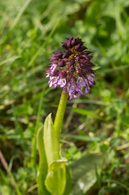 <i class='fa fa-user'></i>&nbsp;Tom van der Most&nbsp;|  Purperorchis&nbsp; <i class='fa fa-eye'>&nbsp;67</i> &nbsp; <i class='fa fa-comment-o'>&nbsp;0</i>
