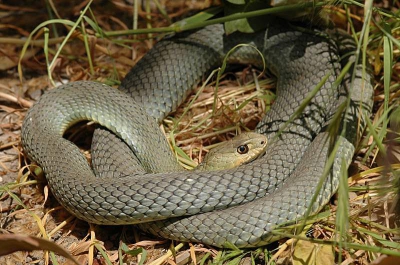 <i class='fa fa-user'></i> iguanaben | Hagedisslang  <i class='fa fa-eye'> 700</i>   <i class='fa fa-comment-o'> 3</i>