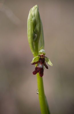 <i class='fa fa-user'></i>&nbsp;Tom van der Most&nbsp;|  Vliegenorchis&nbsp; <i class='fa fa-eye'>&nbsp;70</i> &nbsp; <i class='fa fa-comment-o'>&nbsp;0</i>