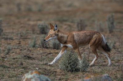 <i class='fa fa-user'></i>&nbsp;Paul van Gorp&nbsp;|  Ethiopische Wolf&nbsp; <i class='fa fa-eye'>&nbsp;175</i> &nbsp; <i class='fa fa-comment-o'>&nbsp;4</i>