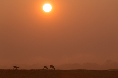 Een gouden moment tijdens zonsopgang. Drie reeen stonden op het veld waar ik langs kwam fietsen.  Na een stukje voorzichtig lopen kwam ik in de positie om de reetjes te fotograferen met de opkomende zon erbij op.