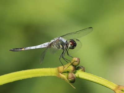<i class='fa fa-user'></i>&nbsp;honderwa&nbsp;|  Brachydiplax sobrina&nbsp; <i class='fa fa-eye'>&nbsp;61</i> &nbsp; <i class='fa fa-comment-o'>&nbsp;0</i>